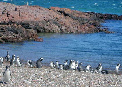 Penguins South Atlantic