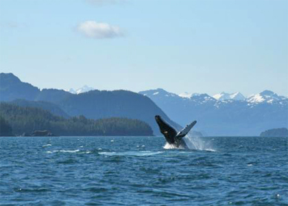 Whales in Prince William Sound