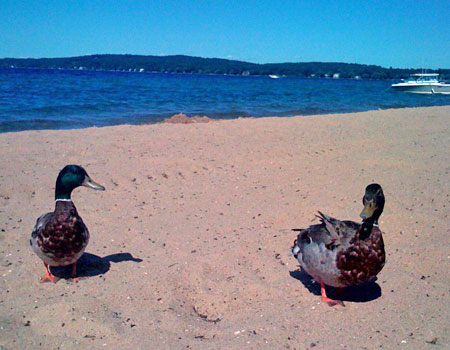 ducks_beach.jpg