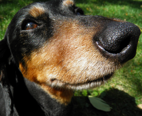 oscie_closeup